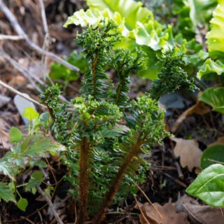ormbunkar - Dryopteris affinis 'Crispa Congesta Grandiceps'