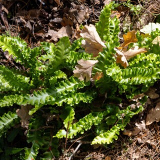 Asplenium scolopendrium 'Crispum'