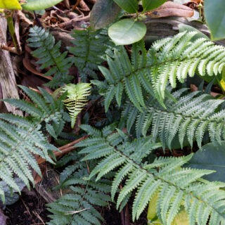 ormbunkar - Dryopteris kuratae