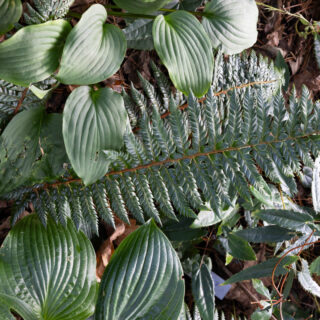 Polystichum neolobatum