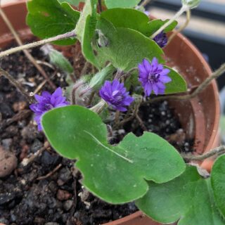 Hepatica nobilis 'Flore Pleno Dark Eye'