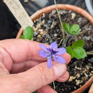 H - Hepatica nobilis utan pistill
