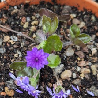 H - Hepatica nobilis 'Astrid'