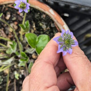 Hepatica nobilis 'Oskar' - blåsippa