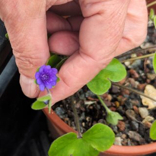 H - Hepatica nobilis 'White Eye'