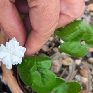 Hepatica nobilis 'Flore Pleno Alba'