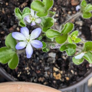 H - Hepatica nobilis 'Blue Picotee'