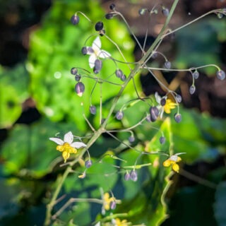 Epimedium truncatum