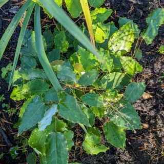 Epimedium truncatum
