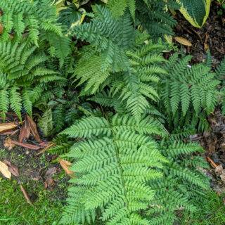 Dryopteris stewartii