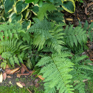 ormbunkar - Dryopteris stewartii
