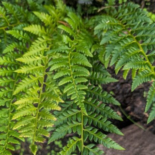 Polystichum aculeatum