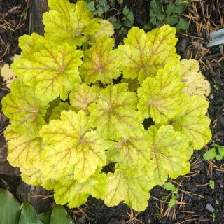 PXL_20261002_130943996-heucherella-stoplight