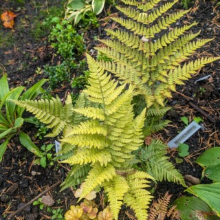 Dryopteris purpurella