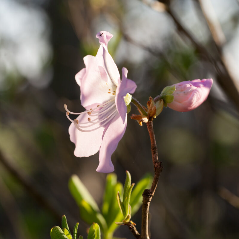 Lövfällande rhododendron - Rhododendron Schlippenbachii - koreansk azalea