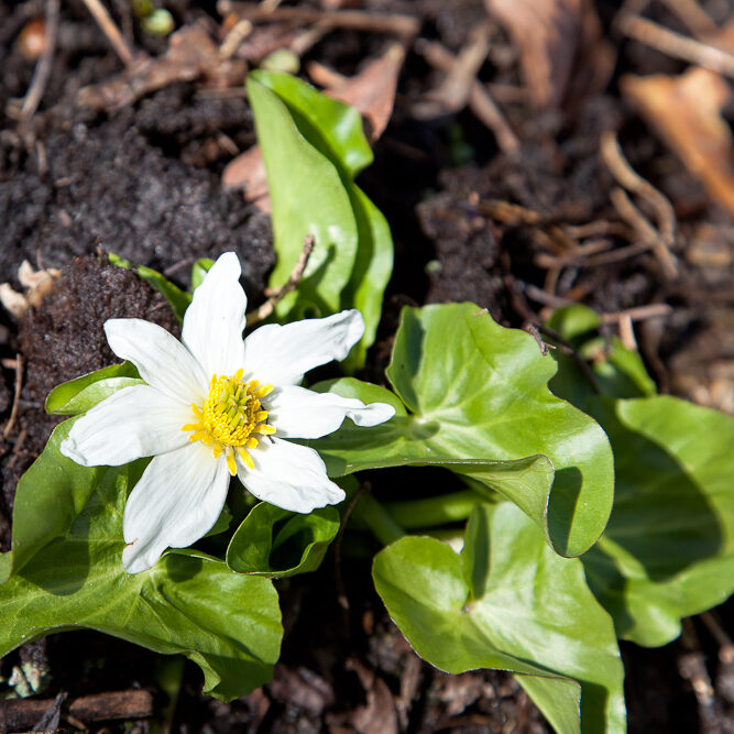 C - Caltha leptosepala, iskabbleka