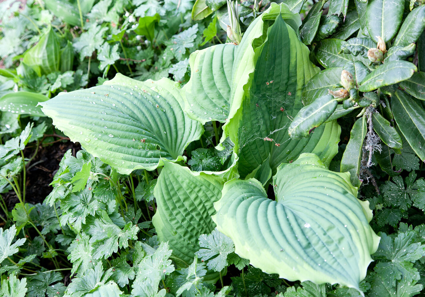 Hostor S - Hosta 'Spartacus'