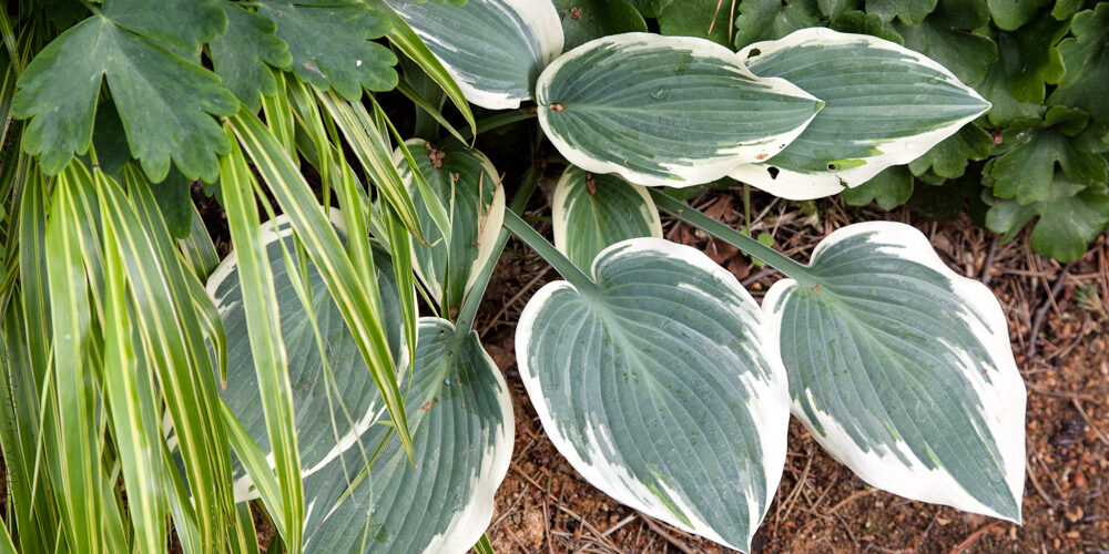 Medium - Hosta 'El Nino'