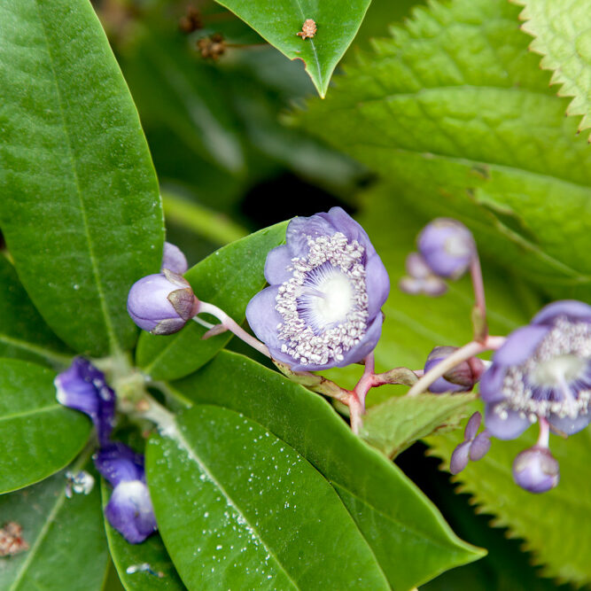 D - Deinanthe caerulea - lundsköna