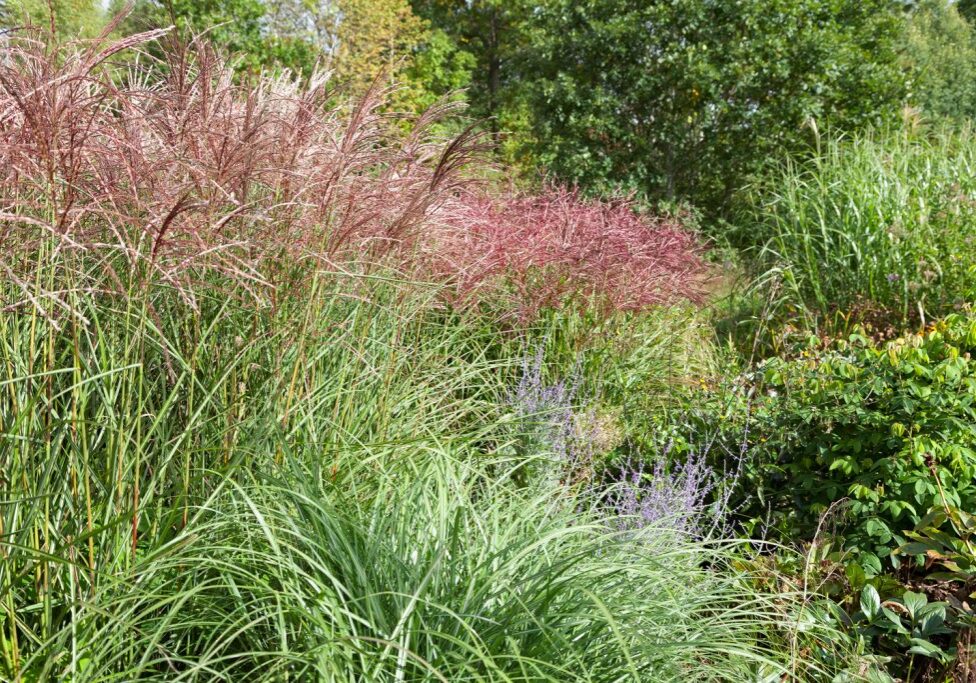 20170914-0055-miscanthus-sinensis-kleine-fontane Miscanthus sinensis 'Kleine Fontäne'