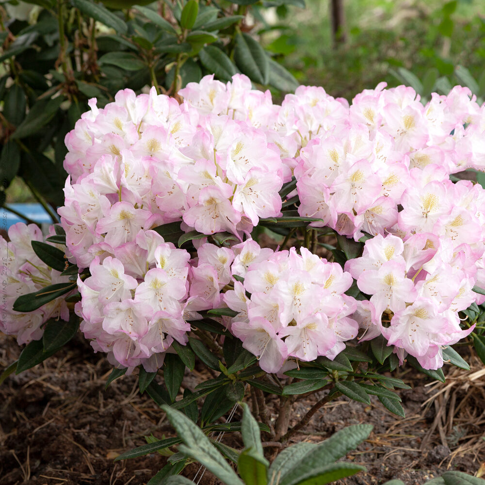Rhododendronhybrider - Rhododendron 'Brigitte'