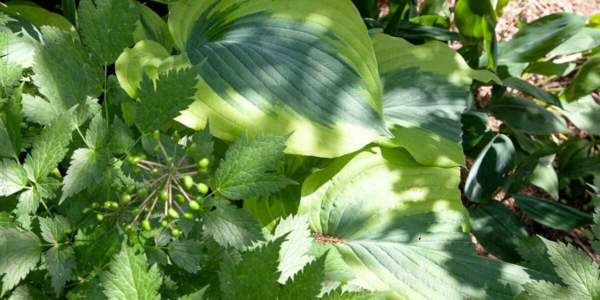 Hostor S - Large Hosta 'Satisfaction'