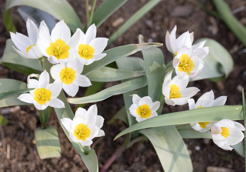 20190417-0012-tulipa-polychroma Tulipa polychroma - porslinstulpan
