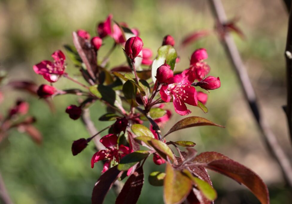 20190516-0125-malus-toringo-freja Mina växter - Malus toringo 'Freja'