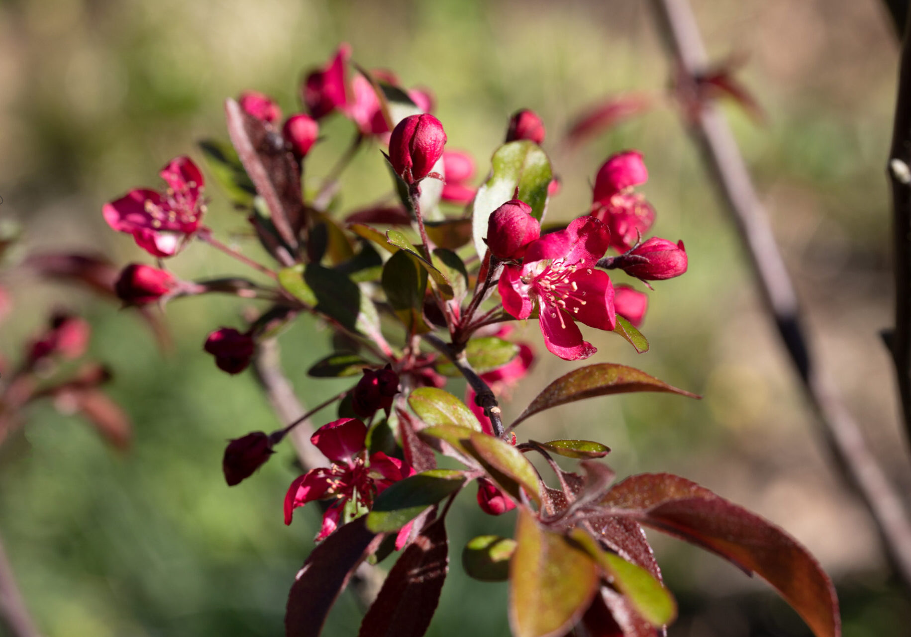 Mina växter - Malus toringo 'Freja'