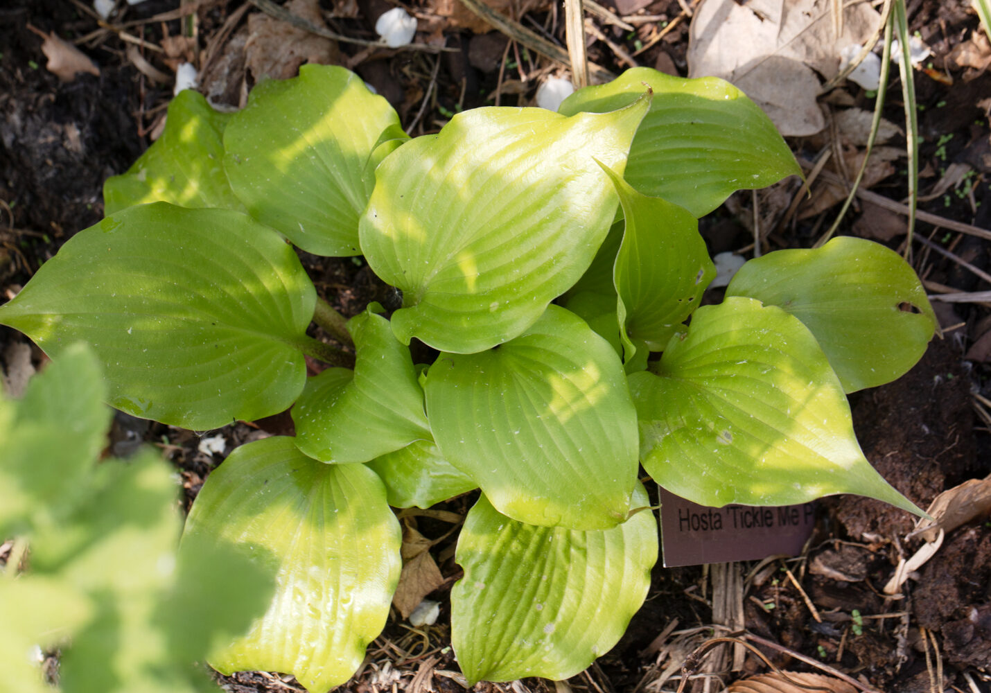 Hostor T-U - Hosta 'Tickle Me Pink'