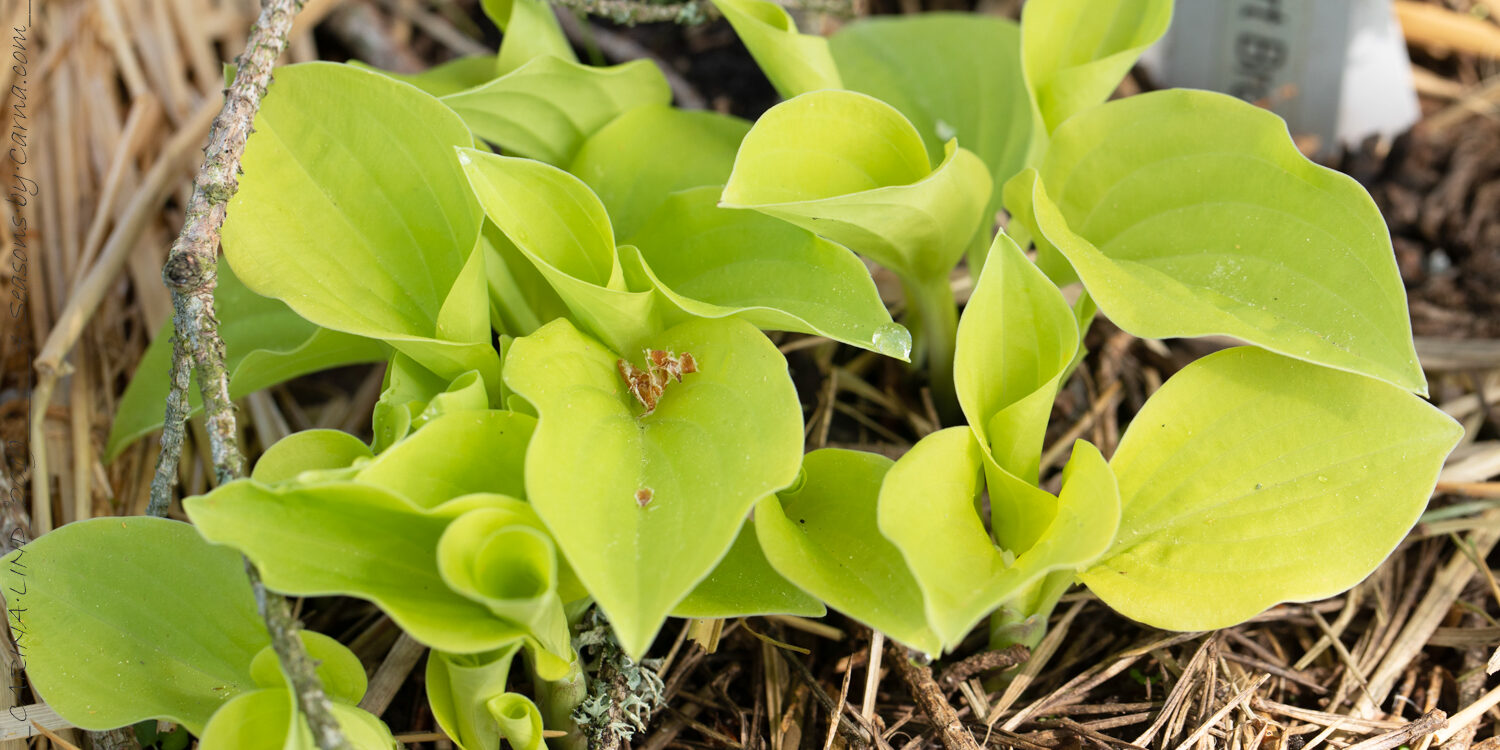 Hostor H - Hosta 'Heart Broken'