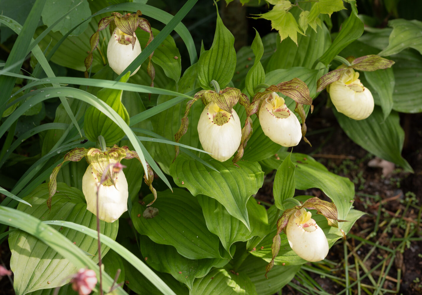 Mina växter - Cypripedium 'Kentucky'