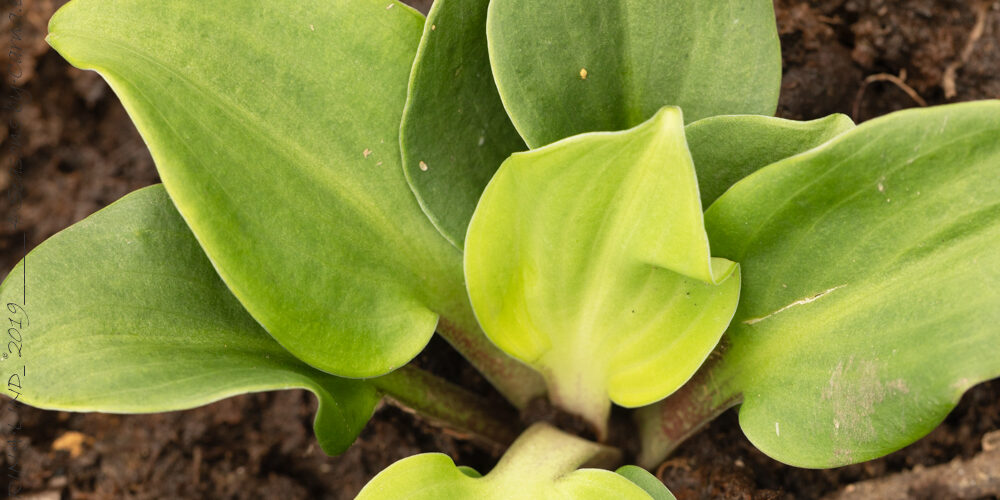 Hostor X-Y-Z - Hosta 'You're So Vain'