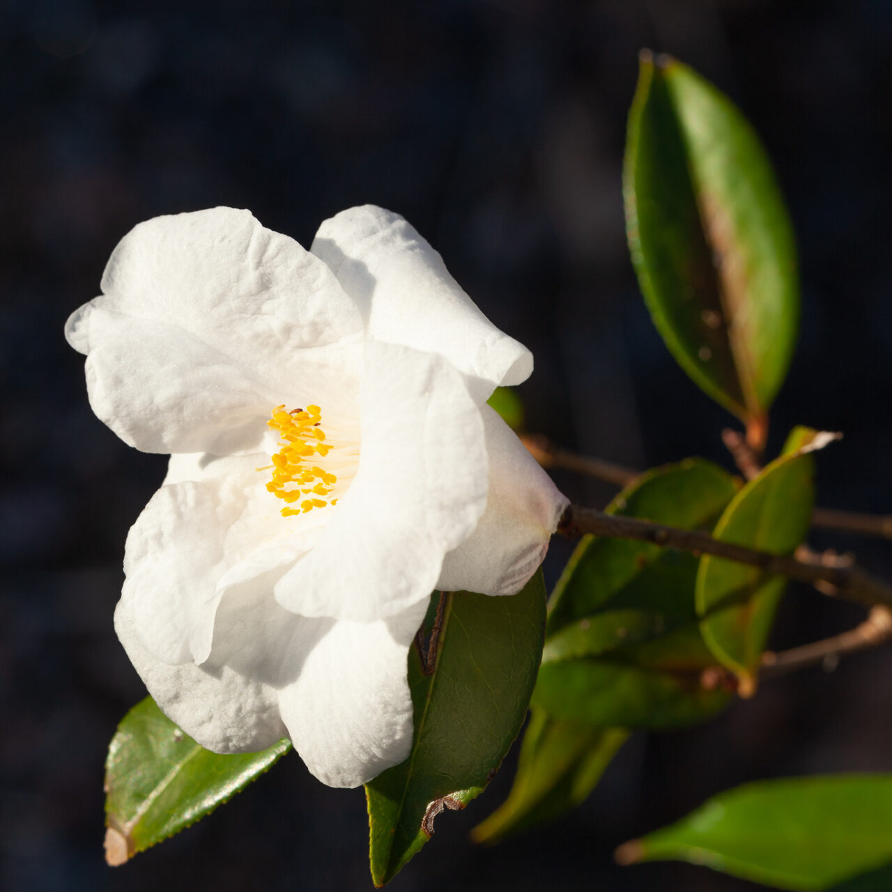 TRÄD och BUSKAR - Camellia 'Cornish Snow' - kamelia