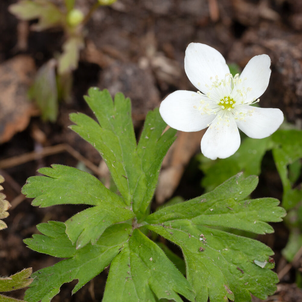 Videungar och Anemonastrum baicalensis - bajkalsippa
