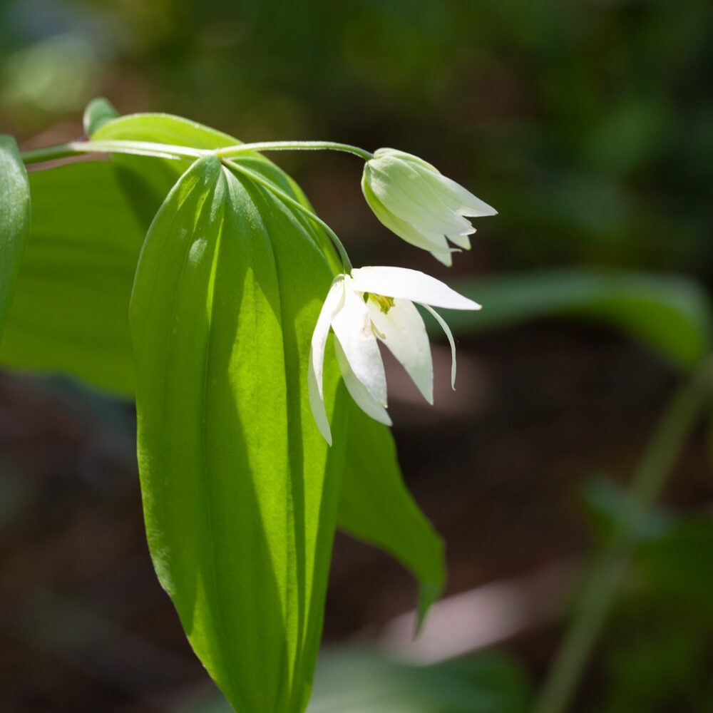 Disporum smilacinum, vit ferams