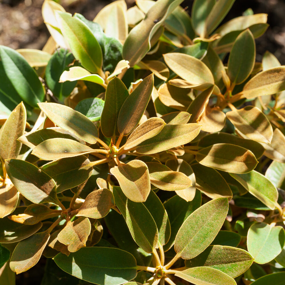 Rhododendronarter P-R - R. pachysanthum - skönrododendron