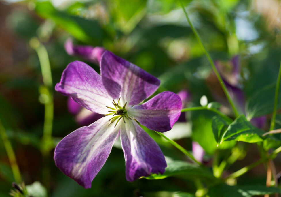 20200929-0089-clematis-brianna Mina växter - Clematis viticella 'Brianna'