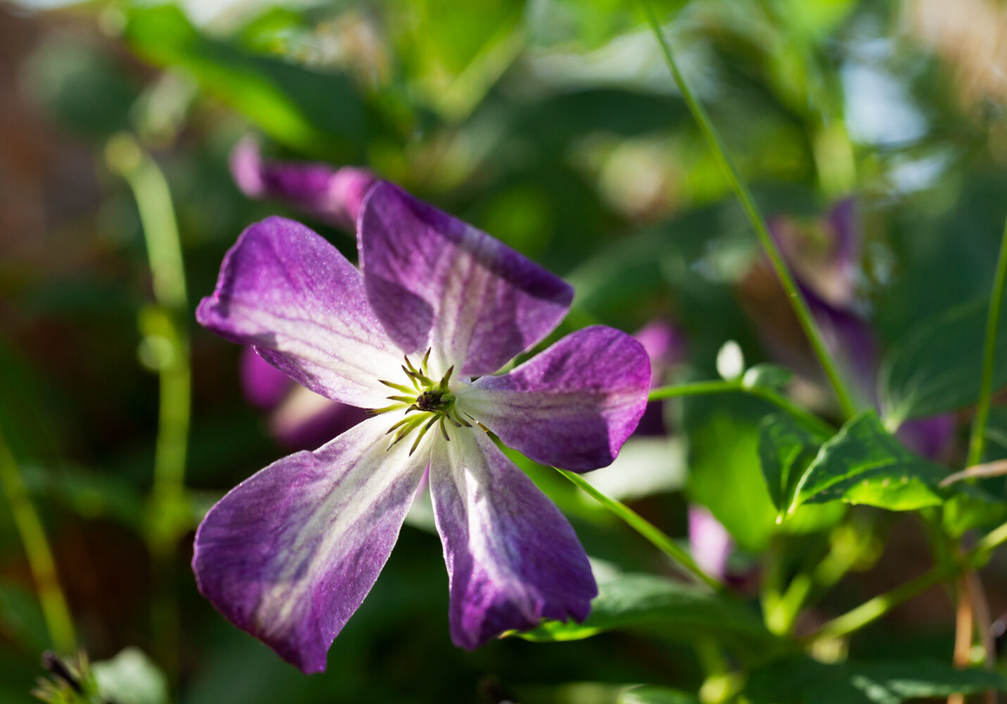 Mina växter - Clematis viticella 'Brianna'