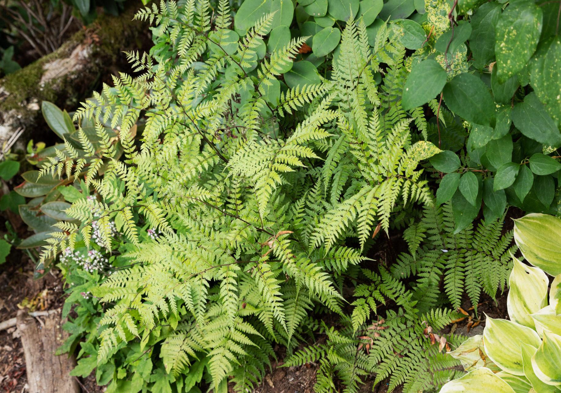 Ormbunkar - Athyrium vidalii - pagodbräken