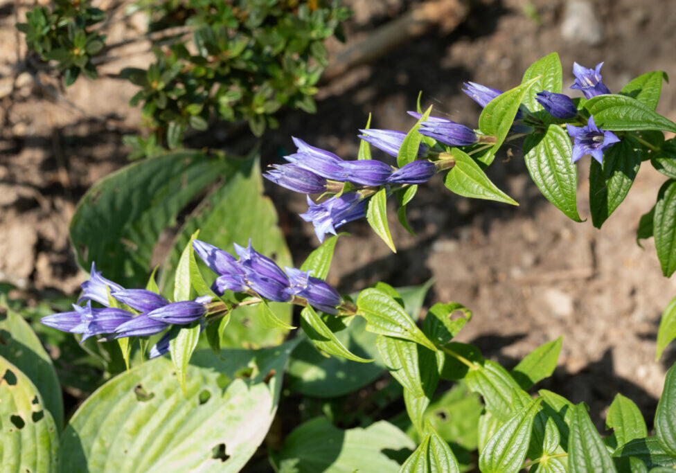 20210902_0088-gentiana-asclepiadea F-G - Gentiana asclepiadea - knippgentiana