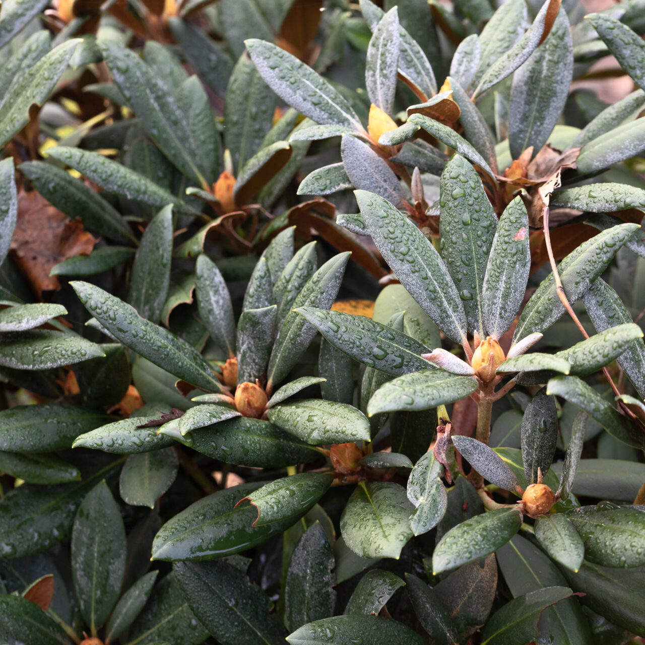 Rhododendron yakushimanum 'Pusstafeuer'