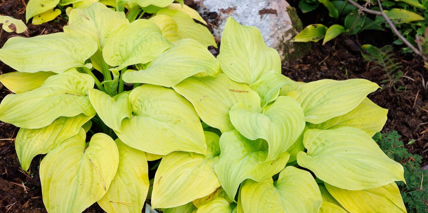 Hostor T-U, Hosta Tortilla Chip