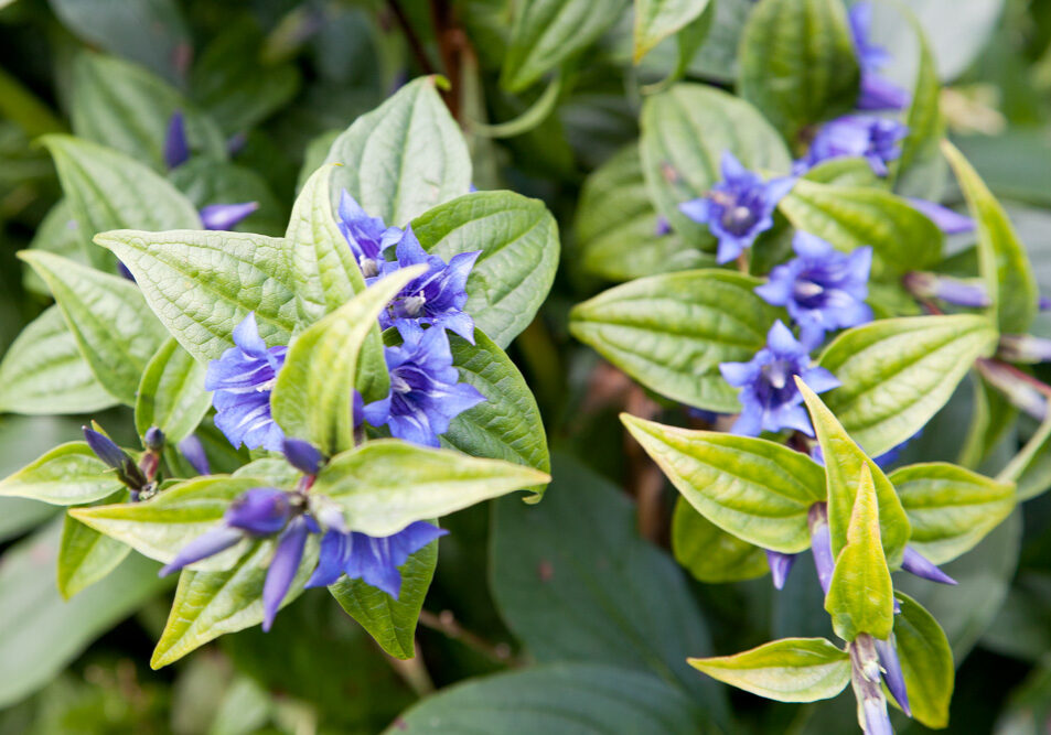 Mina växter - Gentiana asclepiadea - knippgentiana